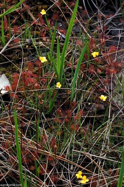 Utricularia subulata 10