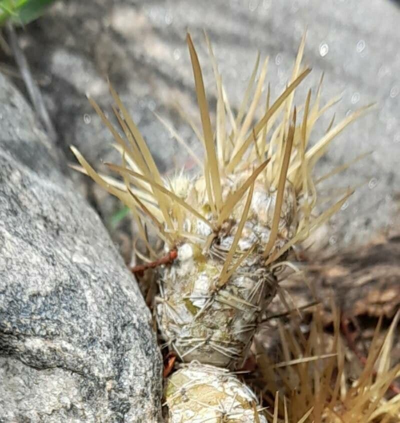 Maihueniopsis 7