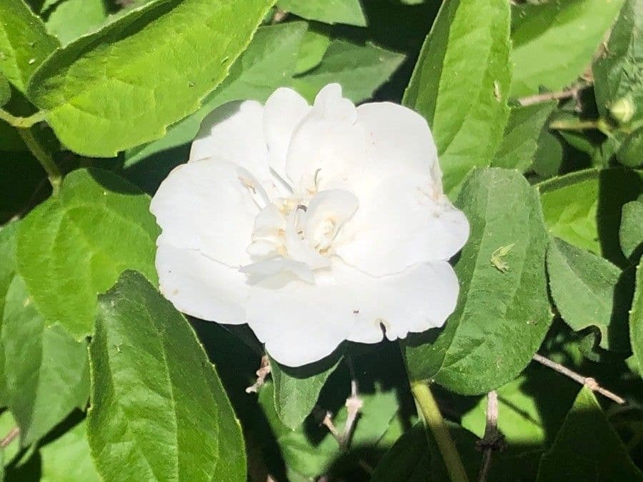 Duftender Pfeifenstrauch 3