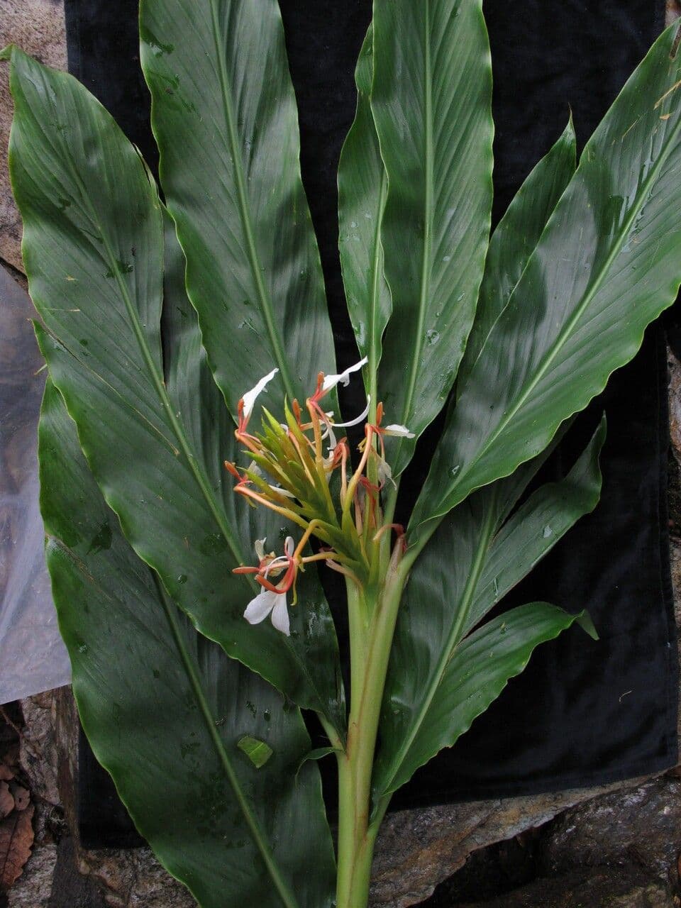 Hedychium 10