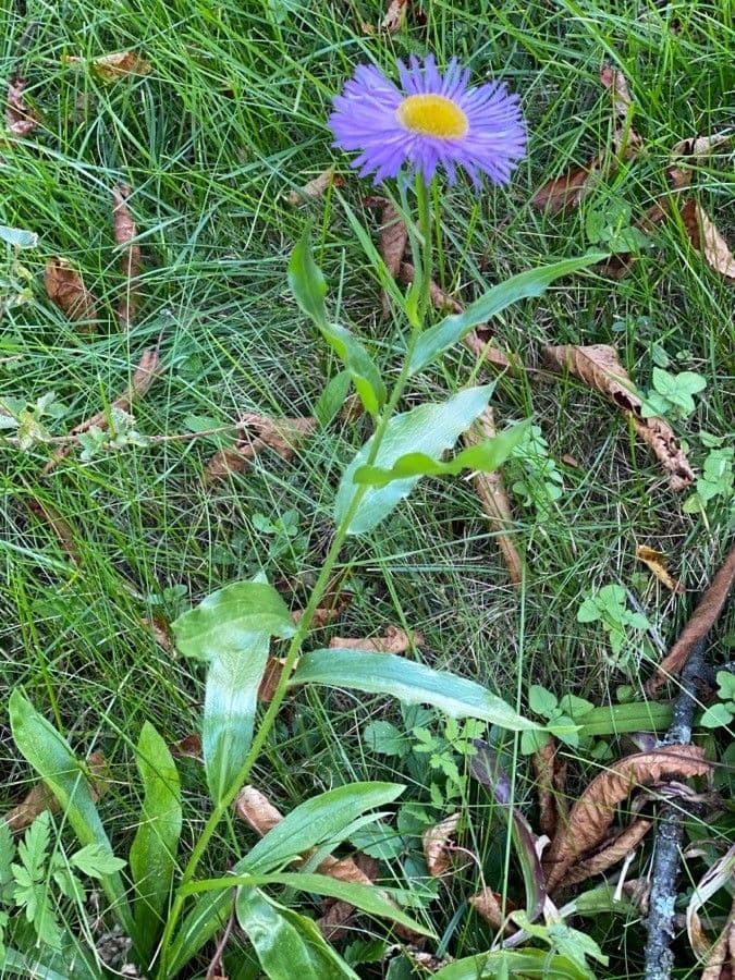 Fleabane piękny 12
