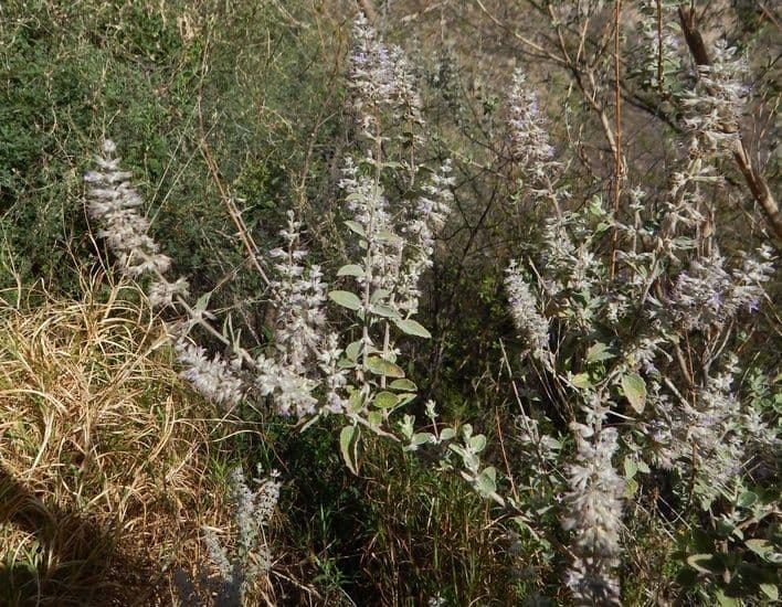 Lavanda del deserto 19