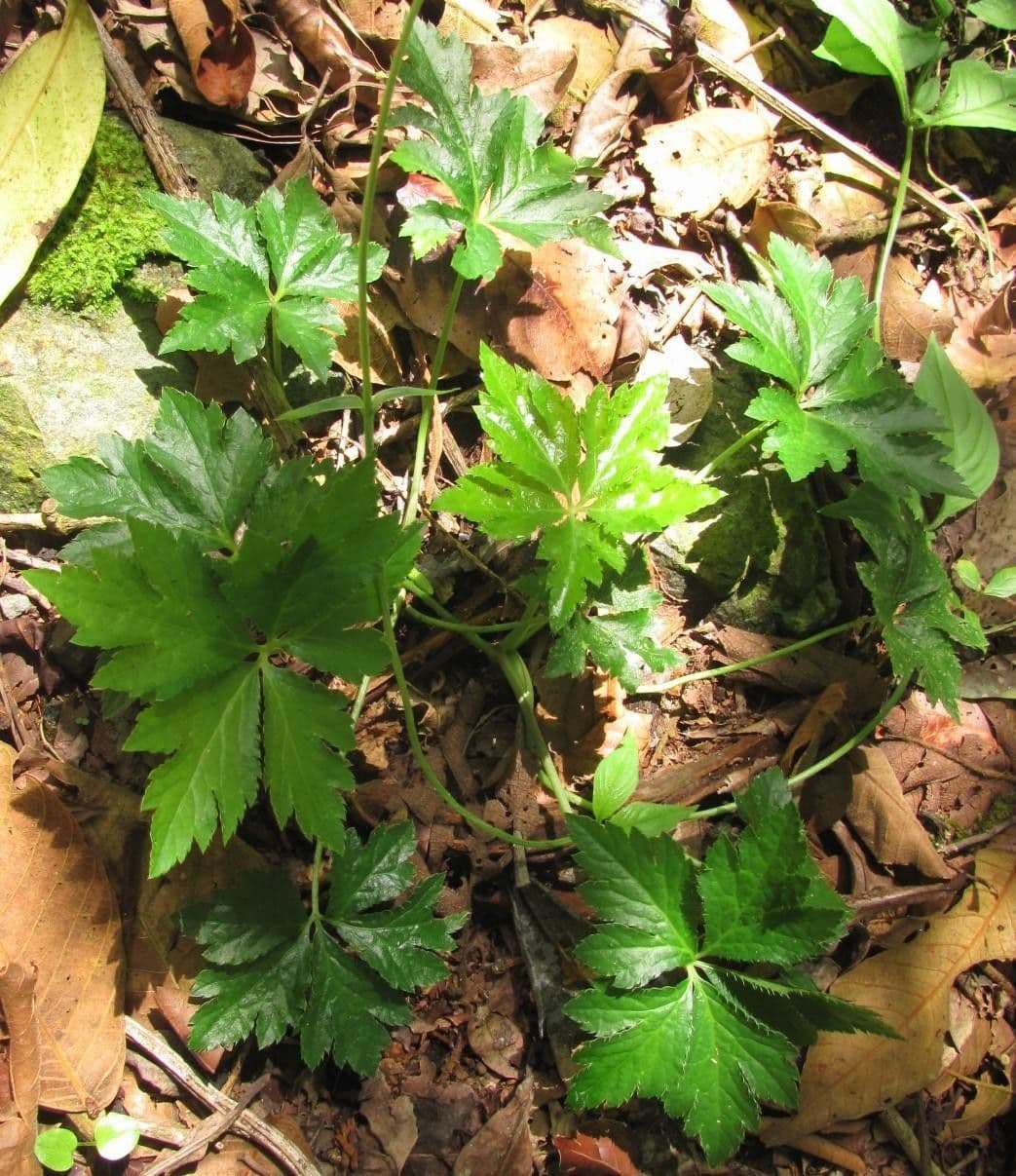 Sanicula