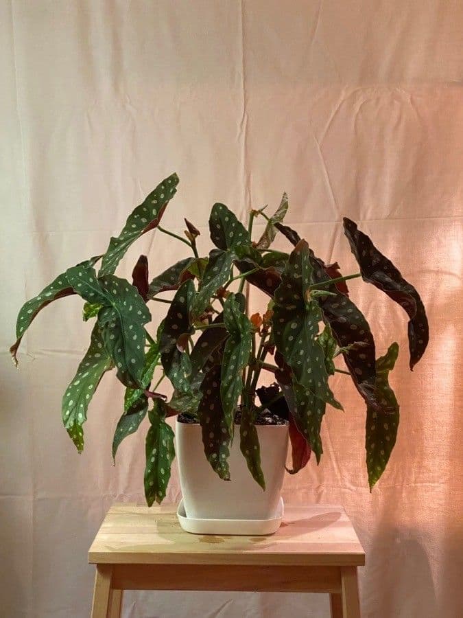 Begonia 19