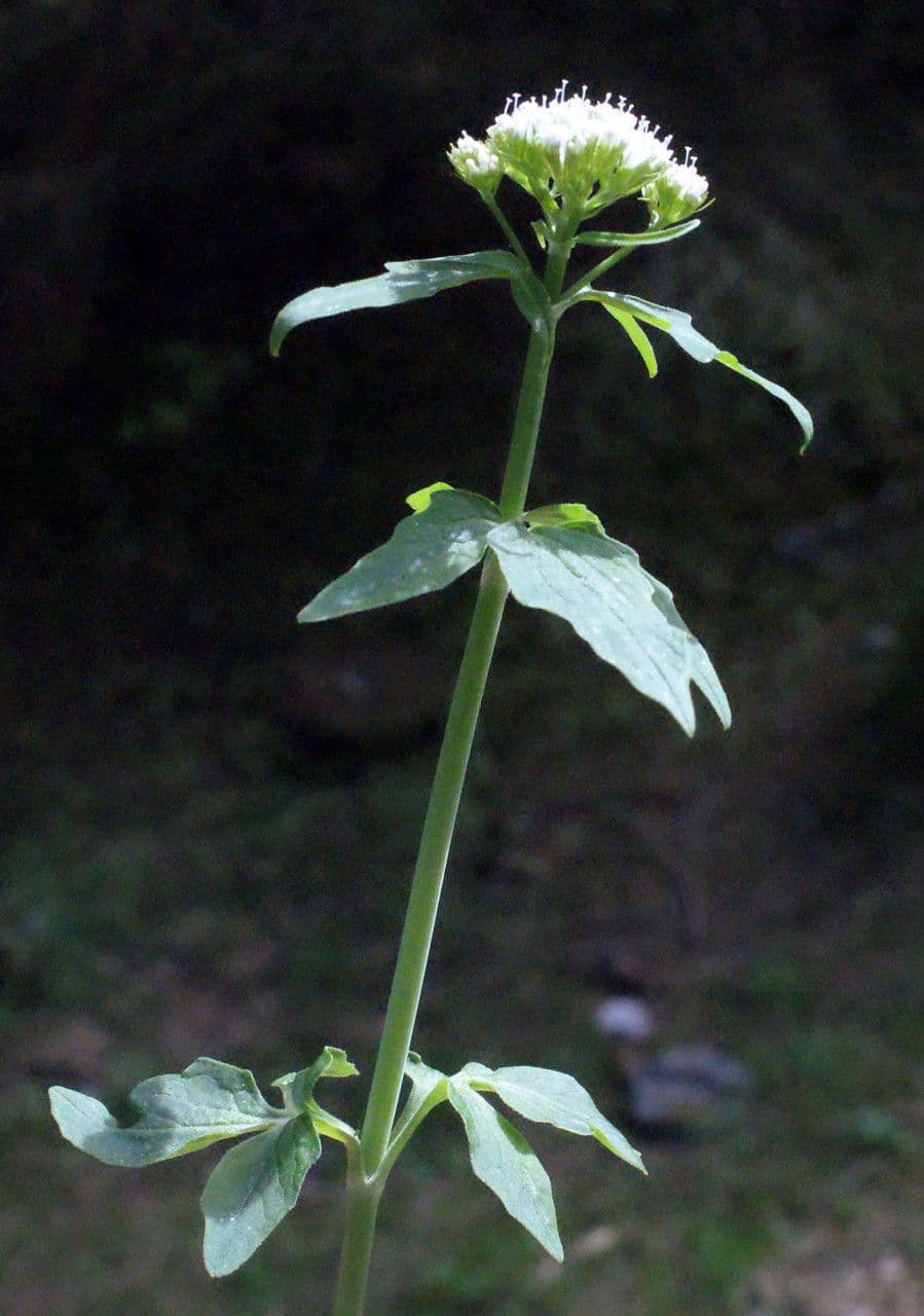 Valeriana trifogliata 30