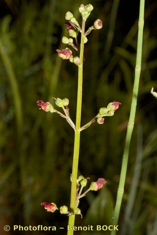 Scrofularia 9