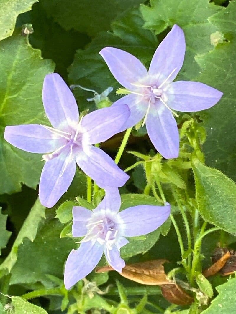 Gargano campanella 2