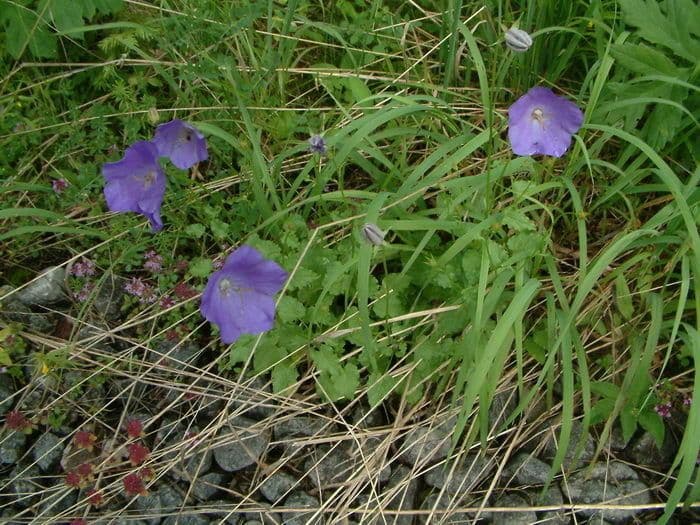 Campanula dei Carpazi 8