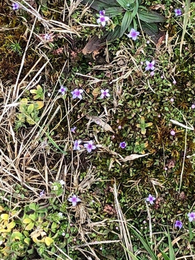 Houstonia minuta 3