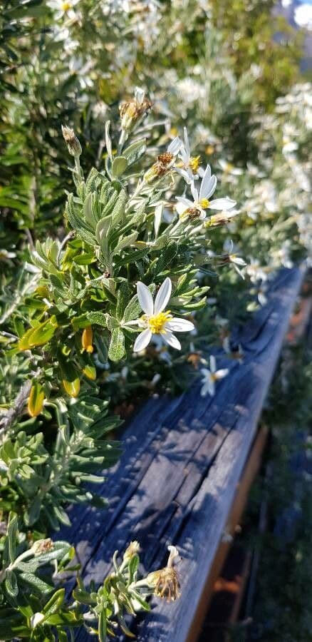 Chiliotrichum 3
