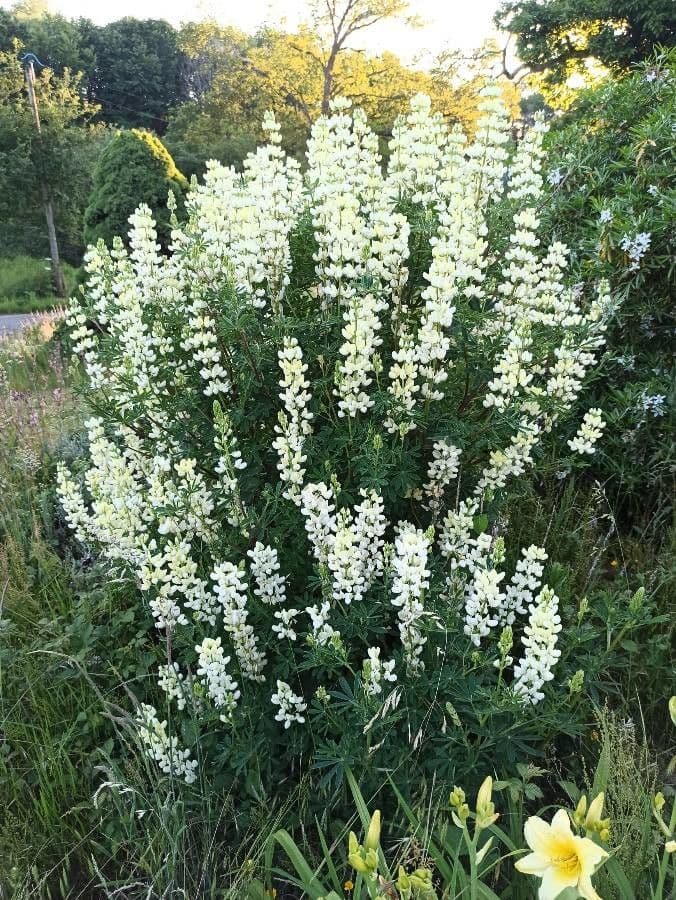 Baum-Lupine 14