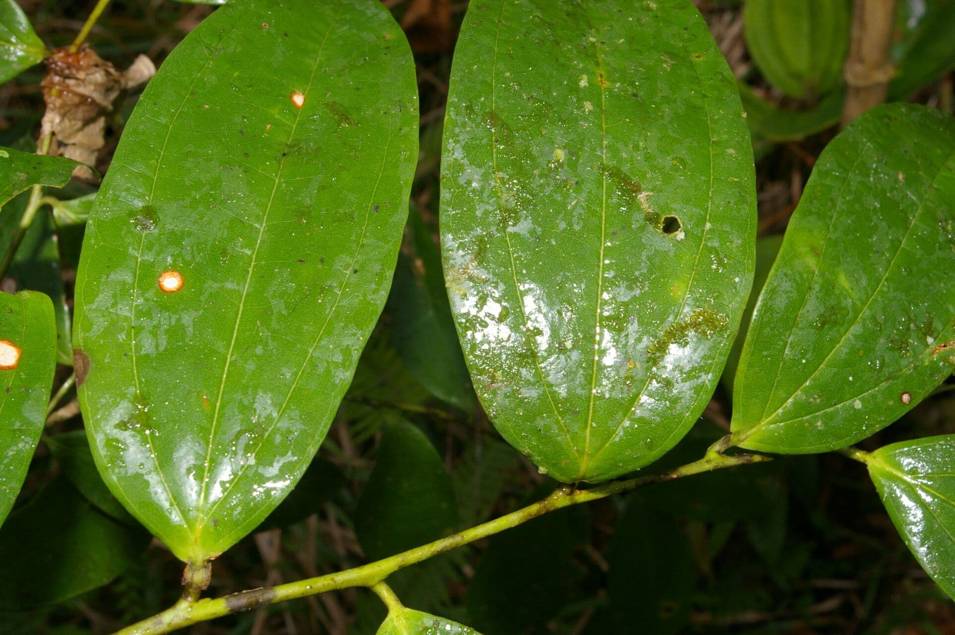 Psammisia ramiflora 7