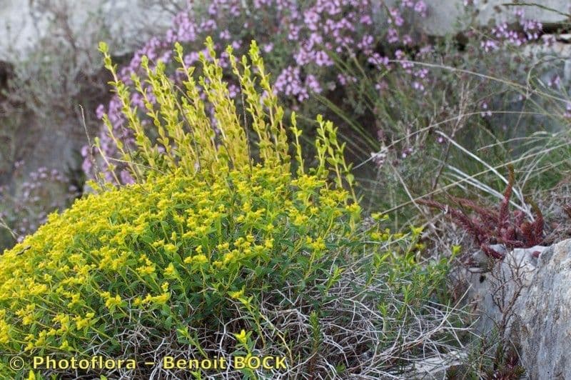 Euphorbia 25