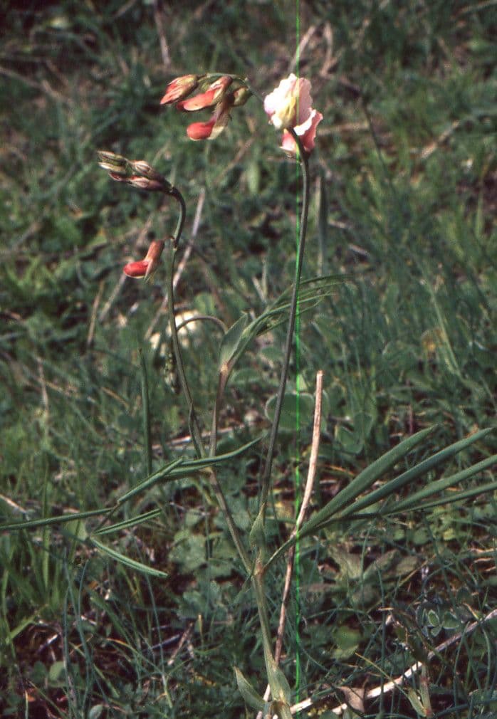 Lathyrus 13