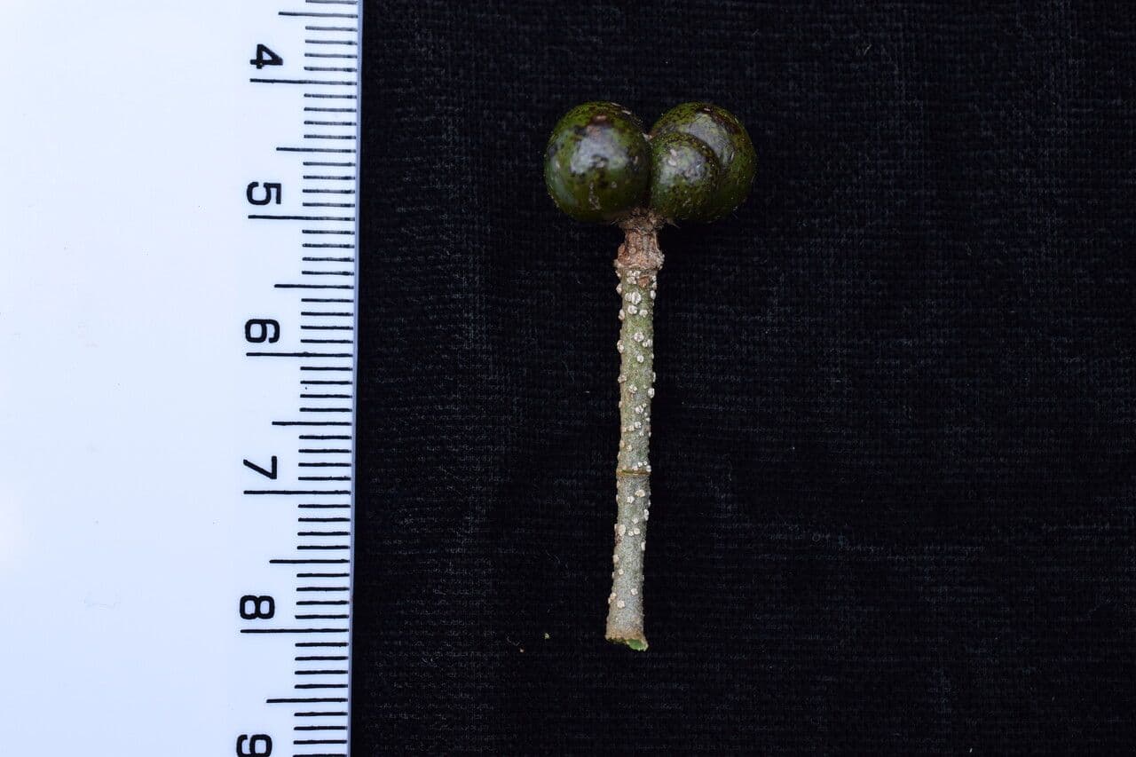 Grewia 4