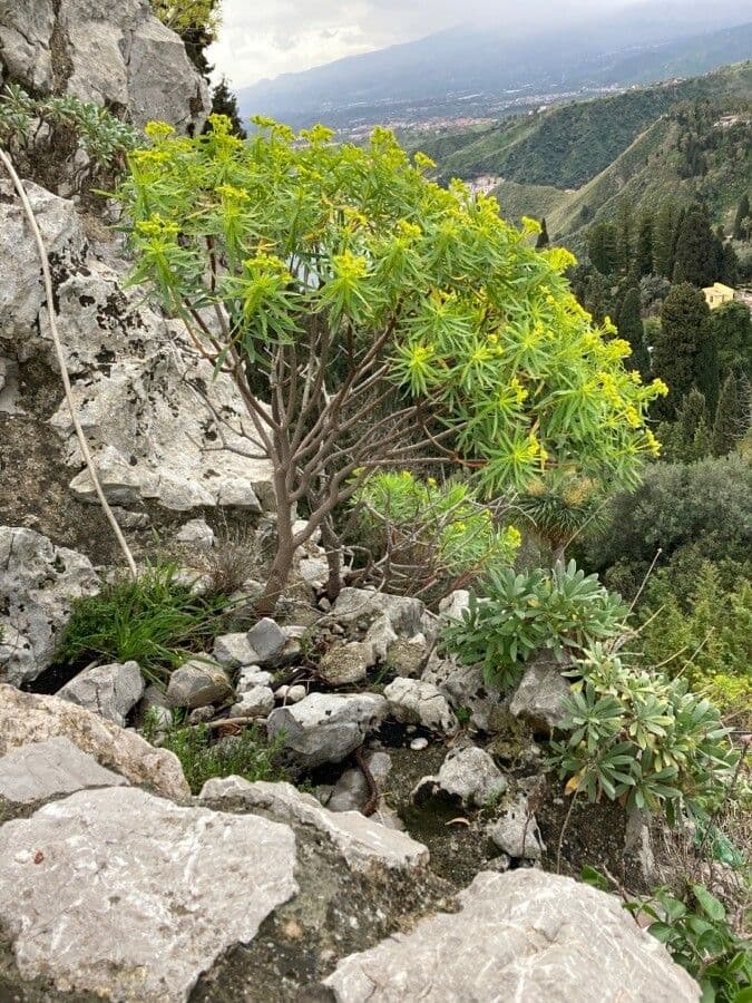 Baum-Wolfsmilch 7