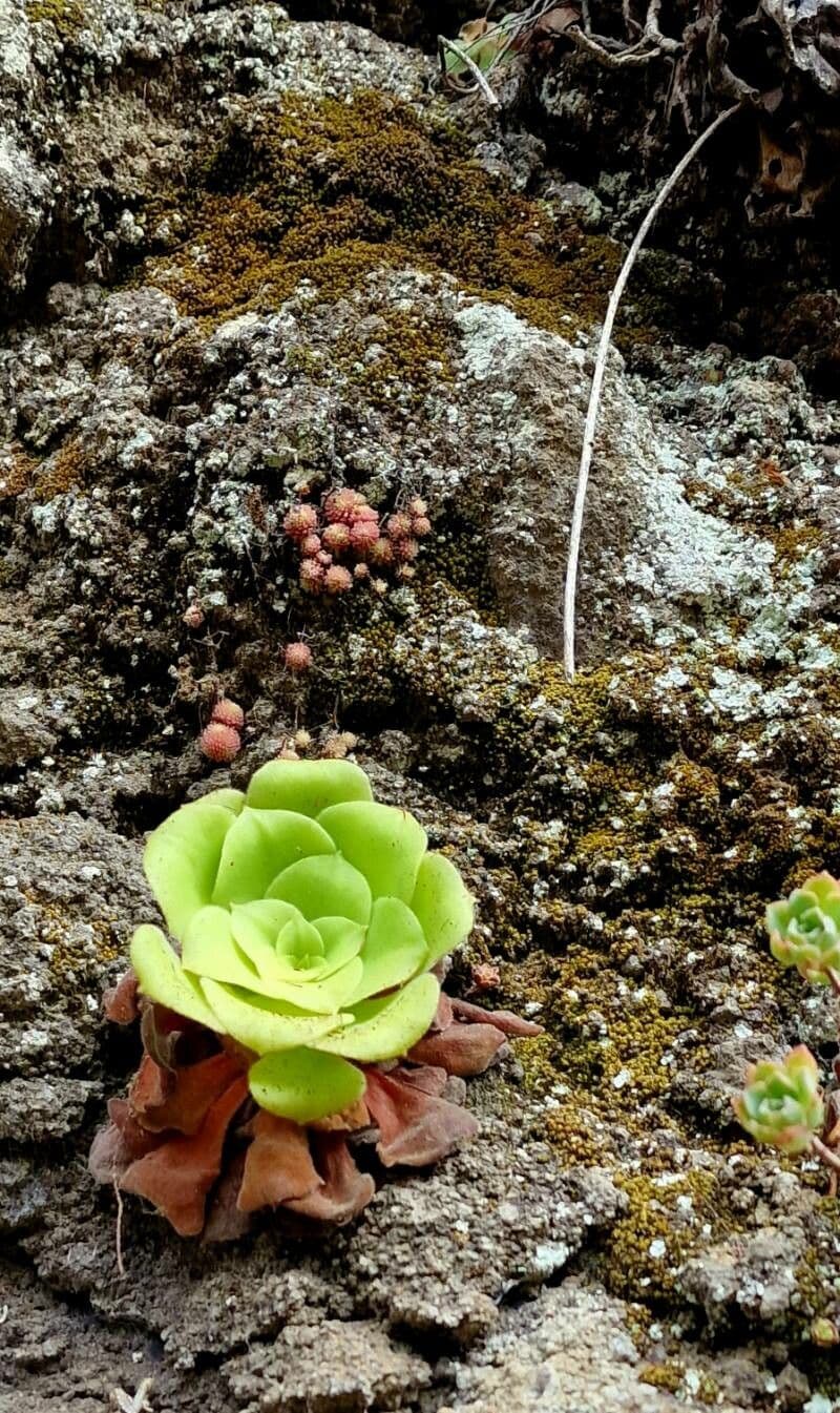Aeonium 4