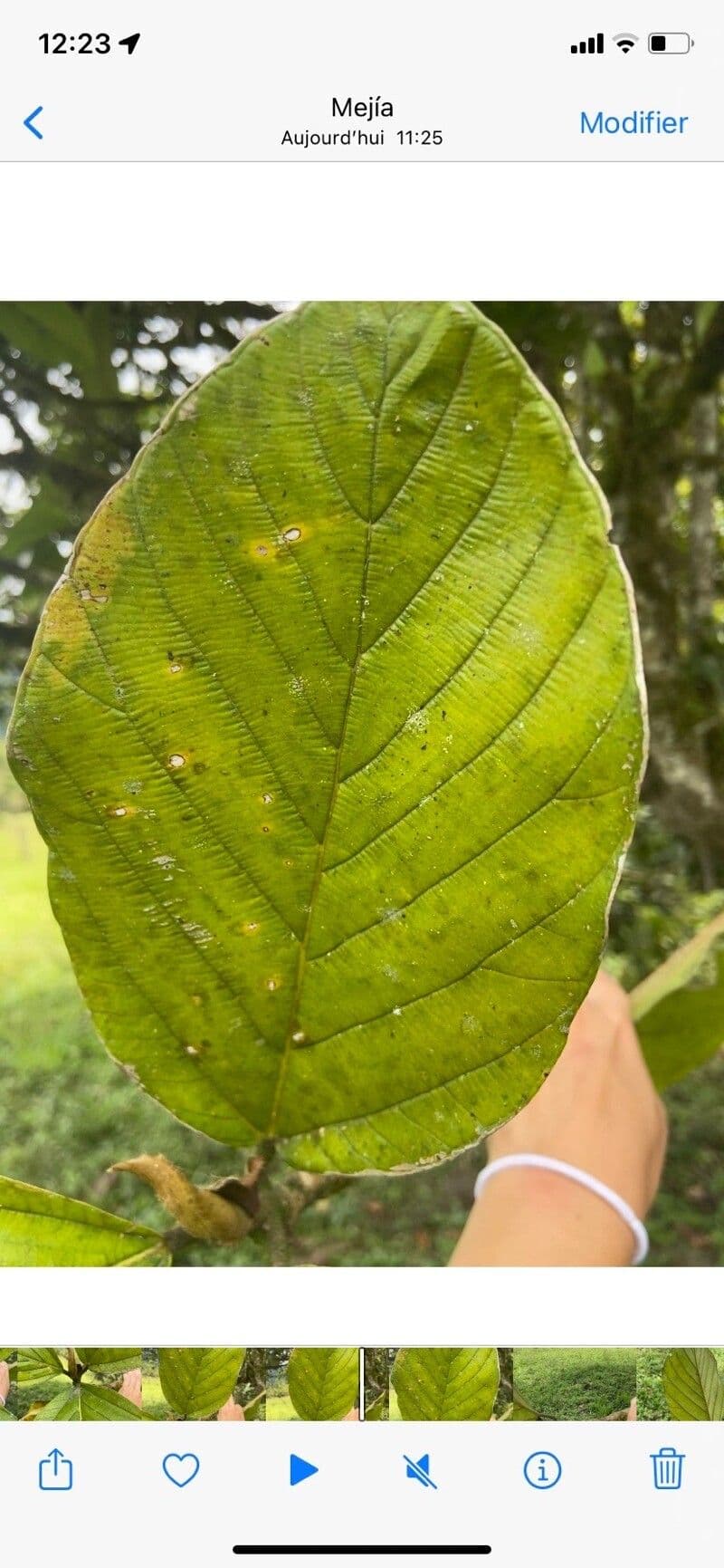 Ontano Acuminato 12