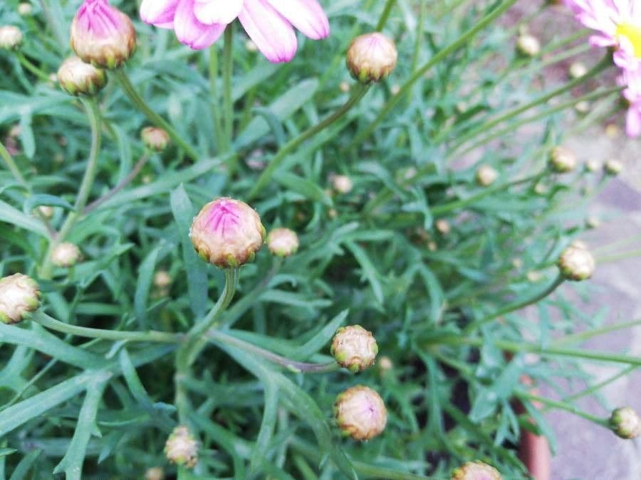 Argyranthemum 24