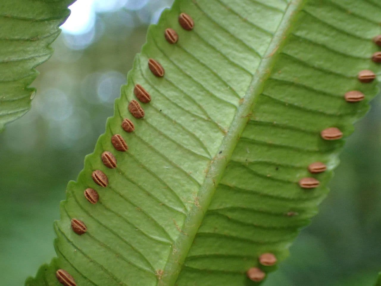 Ptisana