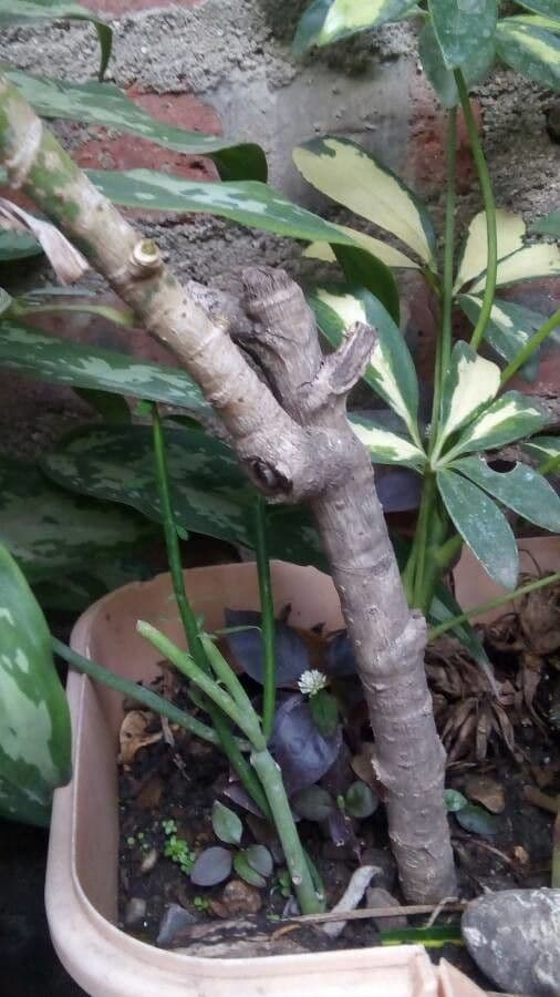 Schefflera arbicole 23