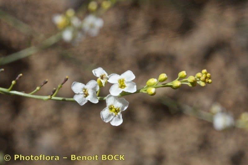 Morienka