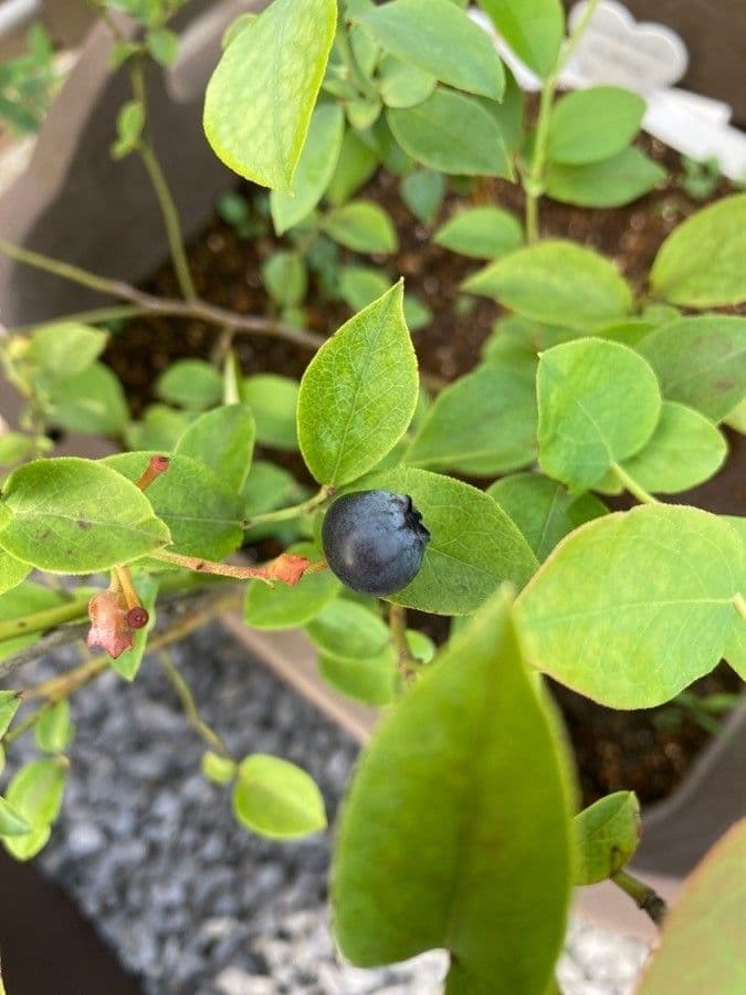 Südliche Blaubeere 2