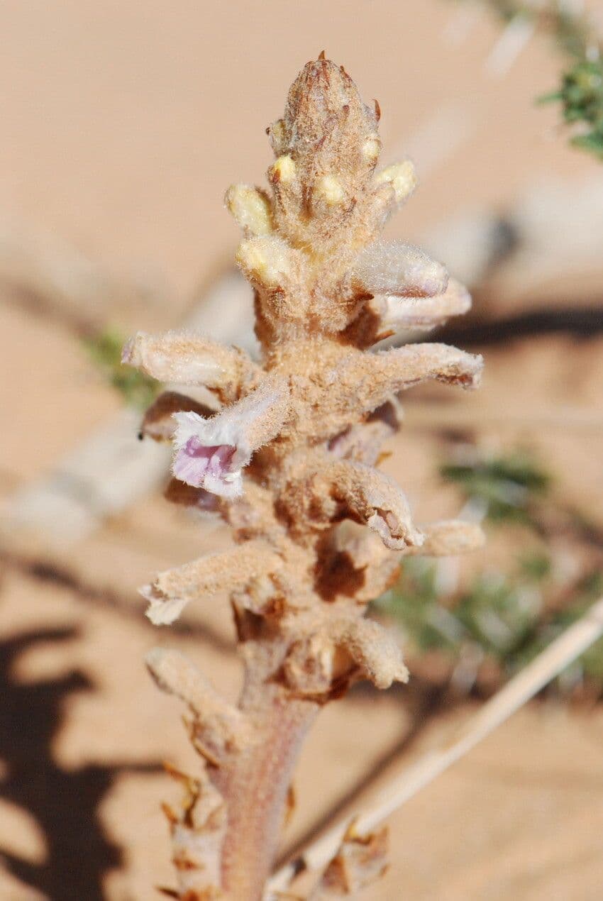 Orobanche rameuse 5