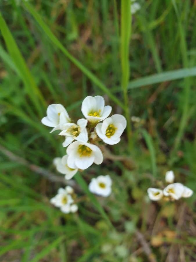 Sassifraga bulbifera 6