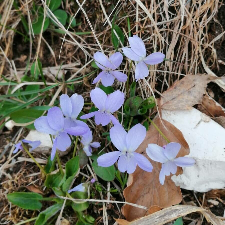 Viola pelosa 9