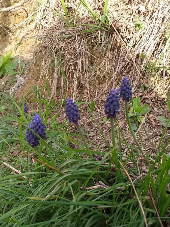 Szafirek miękkolistny 13