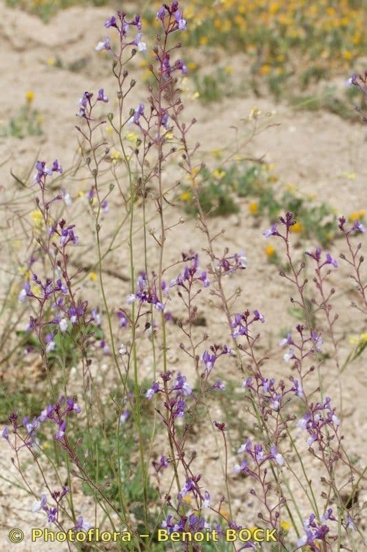 Linaria 8