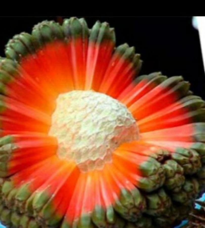 Gerbera Jamesonii
