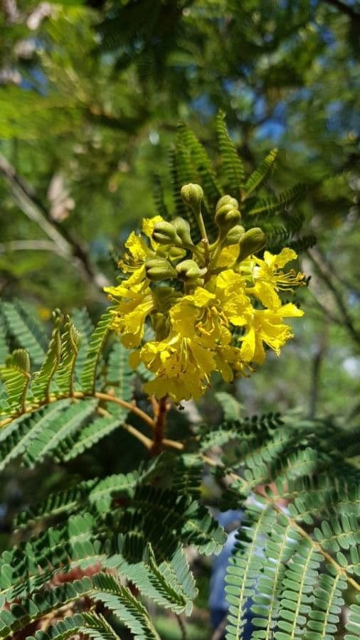 Peltophorum africano 7