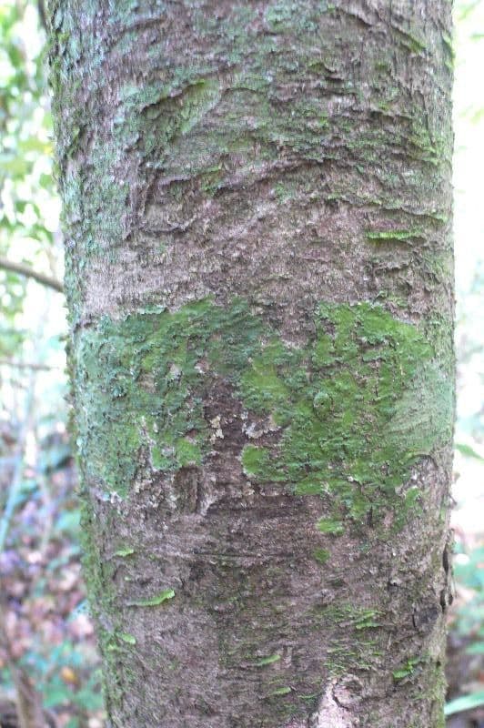 Rhodostemonodaphne