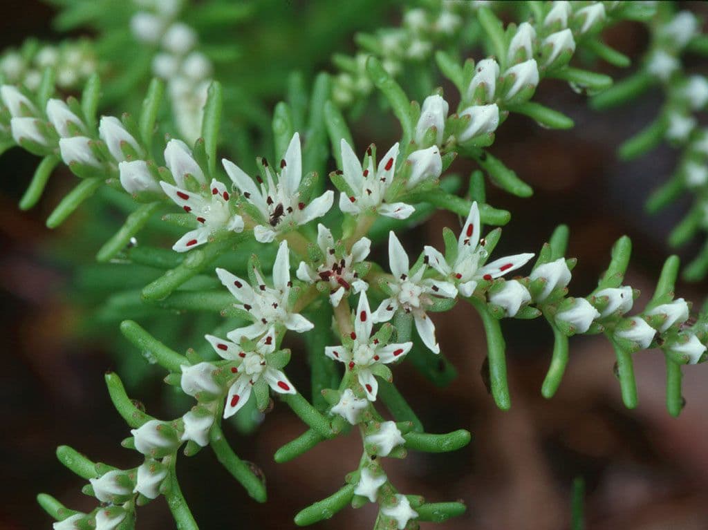Sedum 4