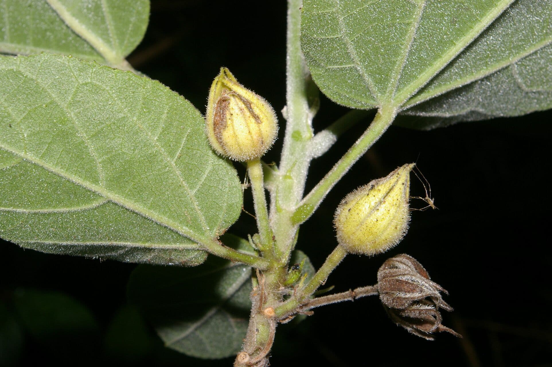 Malvaviscus 3