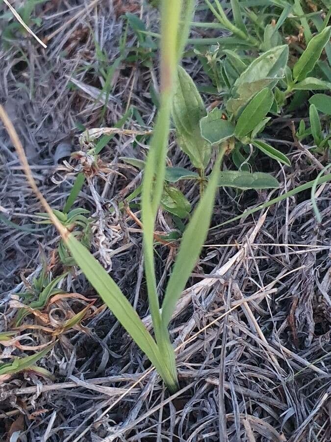 Gladiole 11