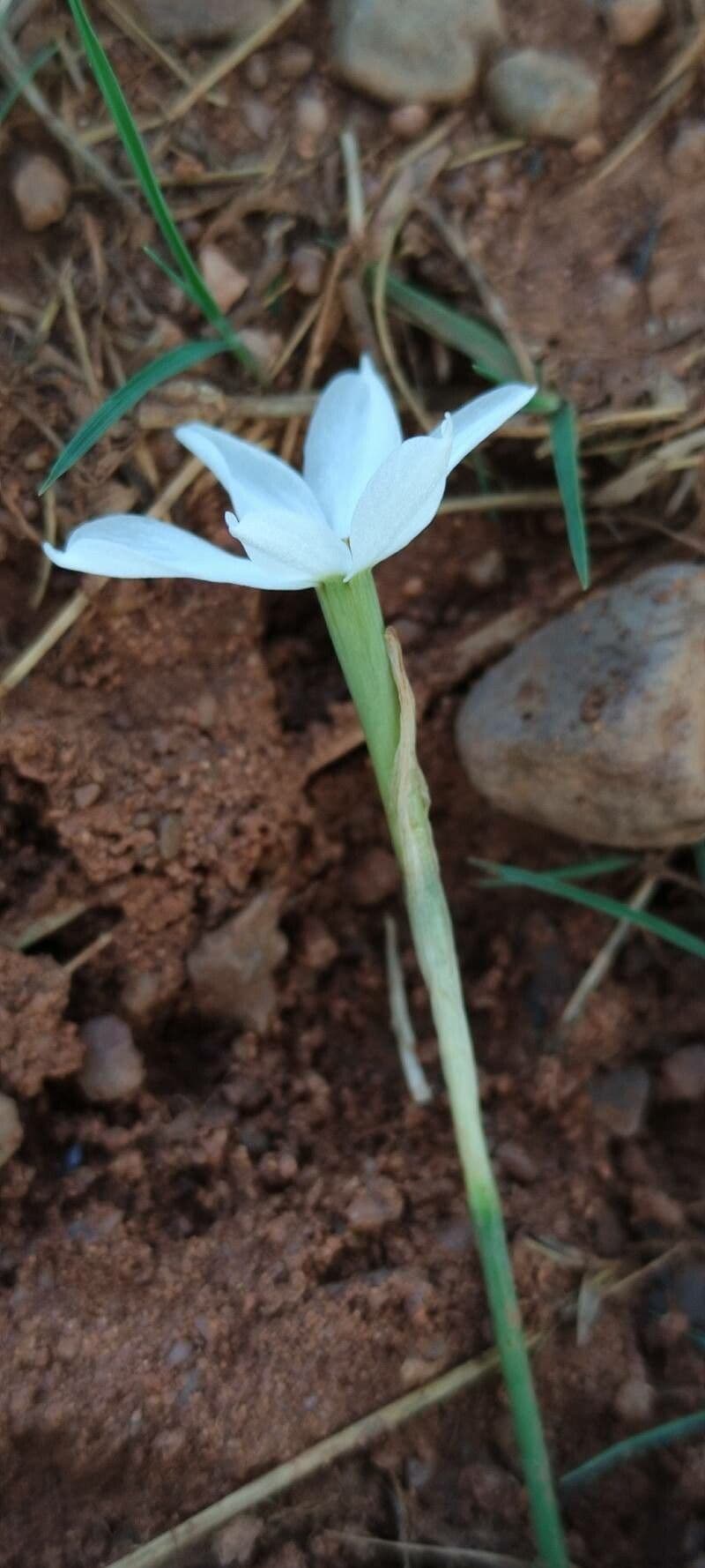 Narcisse d'automne 3