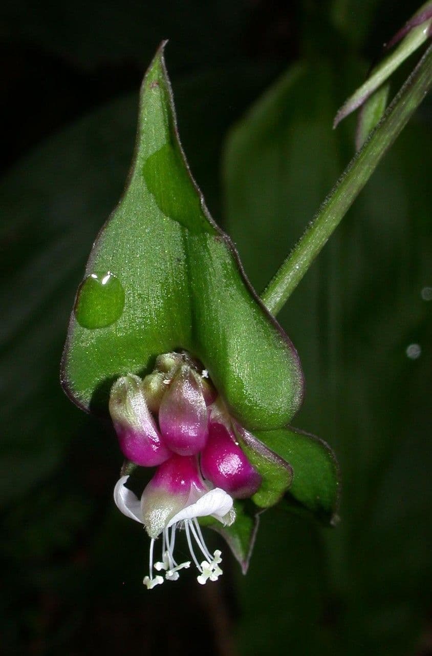 Cohitre blanco 2