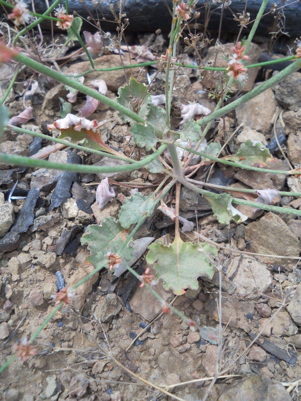 Grano saraceno snello 6