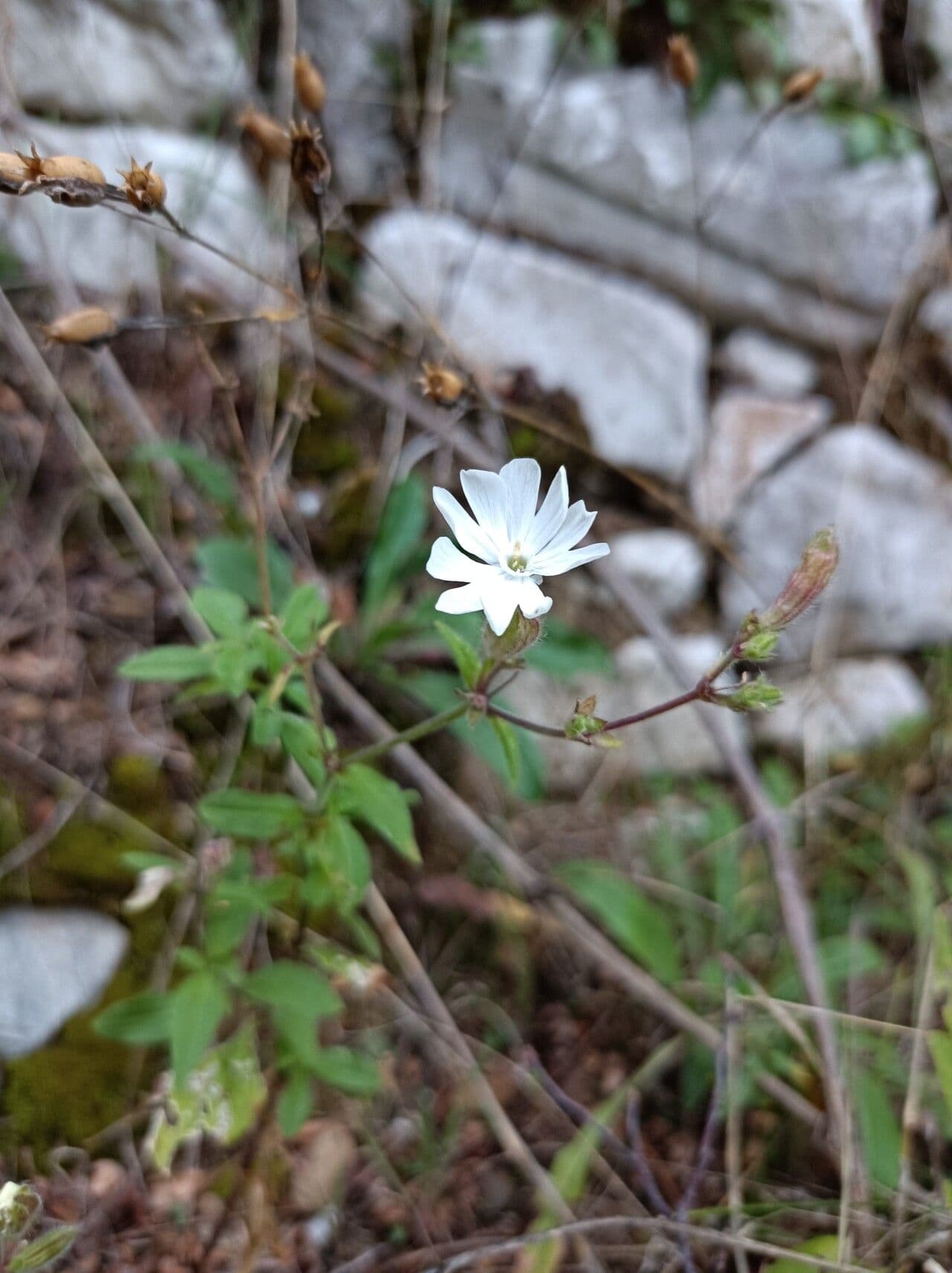 Silene