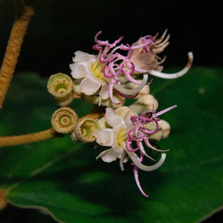Miconia 2