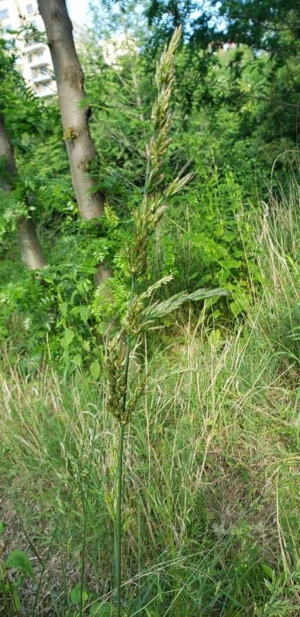 Sorghastrum nutans 10