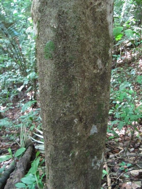 Casearia pitumba