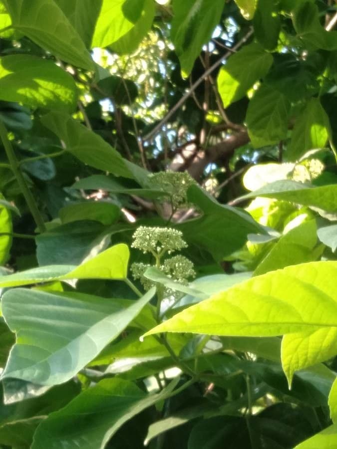 Premna odorata