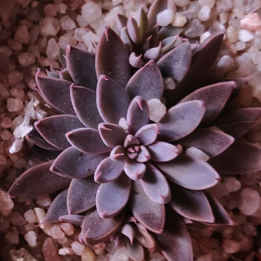 Graptopetalum 2