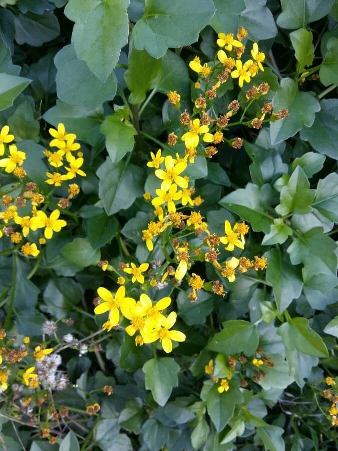 Senecio angulatus 9