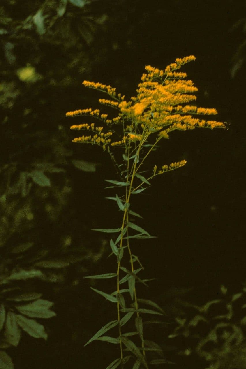 Solidago odorosa 8