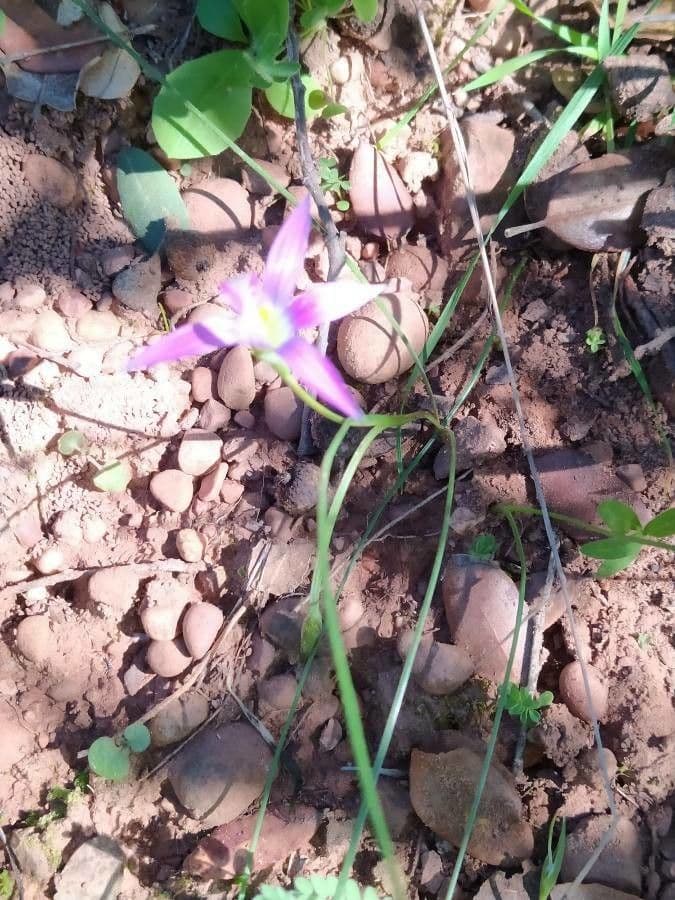 Romulea 10